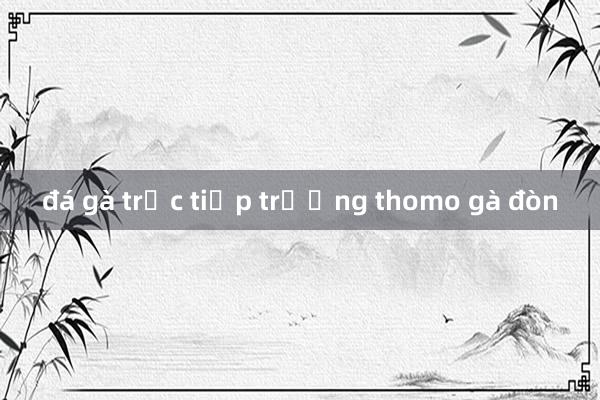 đá gà trực tiếp trường thomo gà đòn